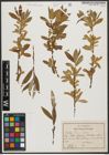 Foto von Salix tominii Dode